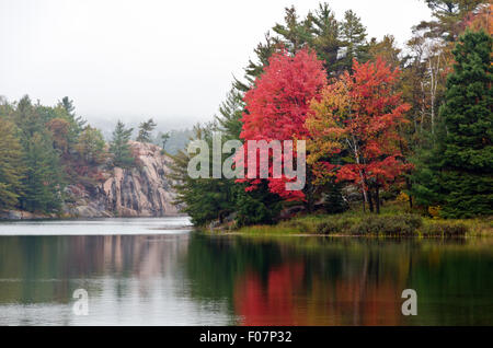 Bunte Bäume in Killarney Park in Abfallzeit, Kanada Stockfoto