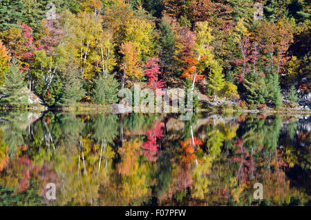 Sonnenaufgang über Waldsee in Killarney Park, Kanada Stockfoto