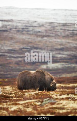 Moschusochsen Ovibos Moschatus im Dovrefjell Nationalpark, Dovre, Norwegen. Stockfoto