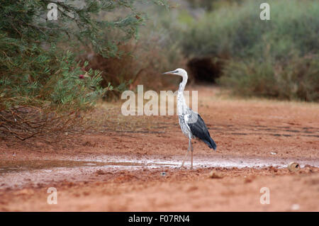 Weißen Hals Reiher (Ardea Pacifica) Stockfoto