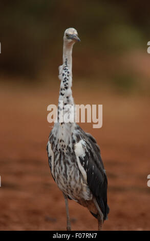 WEISSHALSREIHER ODER PAZIFISCHER REIHER (ARDEA PACIFICA) Stockfoto