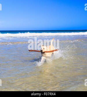 Ein Hund im Meer mit einem großen Stab in den Mund Stockfoto