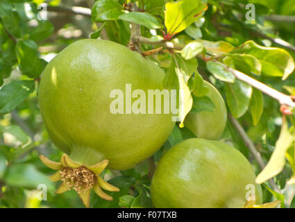 Schuss von unreifen Granatapfel hautnah Stockfoto