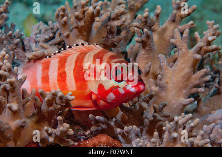 Schwarzspitzen-Zackenbarsch (Epinephelus Fasciatus) Stockfoto