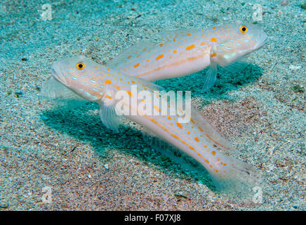 Orangespotted Glidergoby (Valenciennea Puellaris) Stockfoto