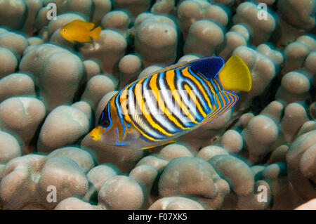 Regal-Kaiserfisch (Pygoplites Diacanthus) Stockfoto