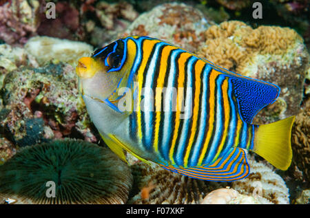 Regal-Kaiserfisch (Pygoplites Diacanthus) Stockfoto