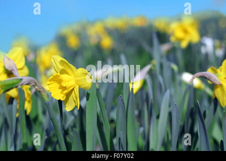 Gruppe von gelben Narzissen im Garten Stockfoto