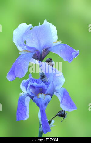 violette Iris Blume (Iris Germanica) über grün aus Fokus Hintergrund Stockfoto