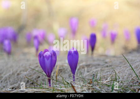 Detail der wilden Frühlingsblumen - Crocus Sativus - Anbau im april Stockfoto