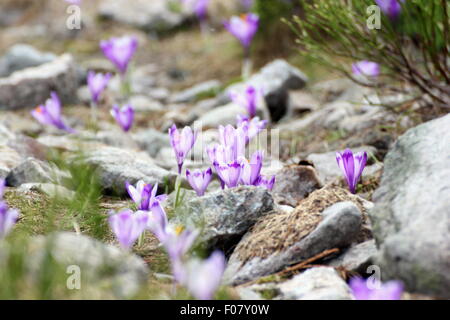 lila wilden Frühlingsblumen (Crocus Sativus) auf felsigem Gelände aufwachsen in den Bergen Stockfoto