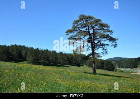 Nadelbaum Baum vor Nadelwald auf einer bunten Wiese und unter blauem Himmel Stockfoto