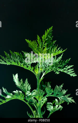 Ambrosiabluete, Ambrosia Artemisiifolia, Aufrechtes, Traubenkraut, Stockfoto