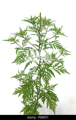 Ambrosiabluete, Ambrosia Artemisiifolia, Aufrechtes, Traubenkraut, Stockfoto