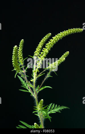 Ambrosiabluete, Ambrosia Artemisiifolia, Aufrechtes, Traubenkraut, Stockfoto