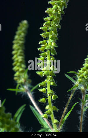Ambrosiabluete, Ambrosia Artemisiifolia, Aufrechtes, Traubenkraut, Stockfoto