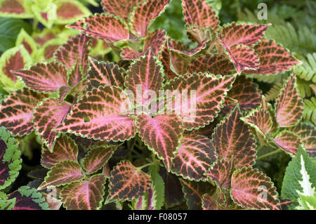 Buntnessel; Solenostemon Scutellarioides; Coleus blumei Stockfoto