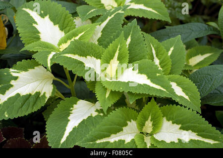 Buntnessel; Solenostemon Scutellarioides; Coleus blumei Stockfoto