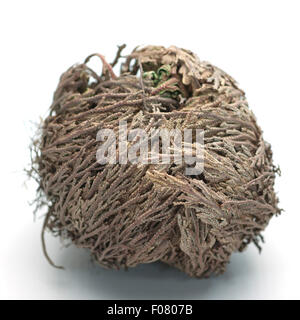 Backmischung, Rose von Jericho, Anastatica Hierochuntica, Wuestenrose Stockfoto