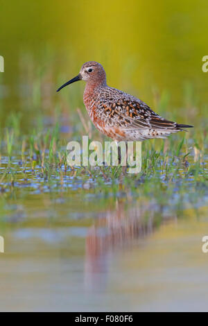 Sichelstrandläufer, Erwachsenen stehen im Wasser, Kampanien, Italien (Calidris Ferruginea) Stockfoto