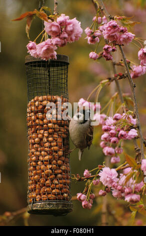Baum-Spatz der Vorderseite thront auf der Seite eine Erdnuss Feeder umgeben von Frühling Blüte entnommen Stockfoto