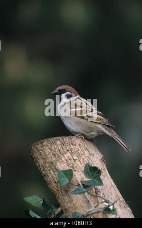 Baum-Spatz im Profil von der Seite, auf der Suche nach links hoch oben auf einem alten Baumstamm mit Efeu, die auf ihm wachsen Stockfoto