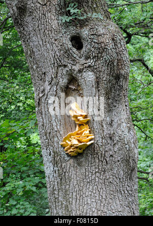 Schwefel Regal oder Huhn auf den Wald Pilze (Laetiporus sulfureus) zunehmend auf eine Narbe auf dem Stamm einer Eiche oben Derwent Water Stockfoto