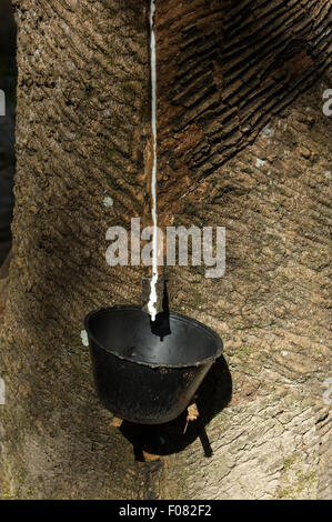 Bundesstaat Para, Brasilien.  Weiße Latex von einem Baum, traditionelle blutende Methode aus Gummibaum in eine extraktive Reserve. Stockfoto