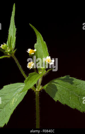 Franzosenkraut; Galinsoga parviflora Stockfoto