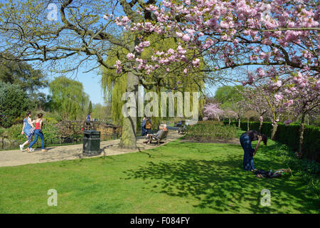 Queen Mary Gärten im Frühjahr, Regents Park, London Borough of Camden, London, England, Vereinigtes Königreich Stockfoto