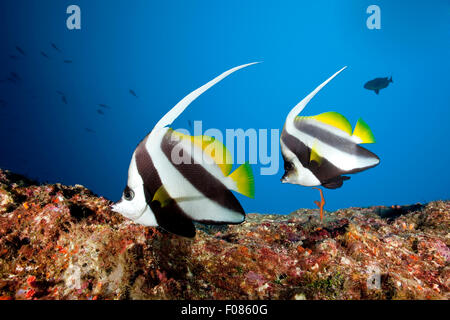 Paar von Longfin Bannerfish, Heniochus Acuminatus, Ari Atoll, Malediven Stockfoto