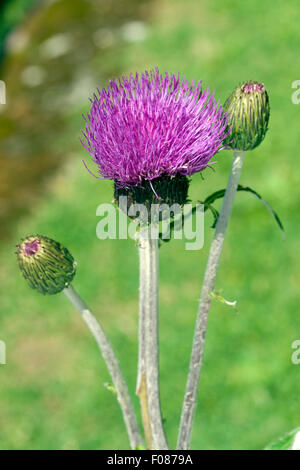 Verschiedenblaettrige, Kratzdistel, Cirsium helenioides Stockfoto