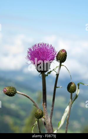 Verschiedenblaettrige, Kratzdistel, Cirsium helenioides Stockfoto