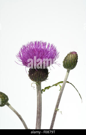 Verschiedenblaettrige, Kratzdistel, Cirsium helenioides Stockfoto