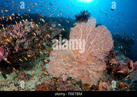 Schwarm von Juwel Basslet im Korallenriff, Pseudanthias Squamipinnis, Ari Atoll, Malediven Stockfoto