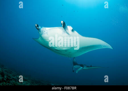 Mantarochen auf Cleaning Station, Manta Alfredi, Ari Atoll, Malediven Stockfoto