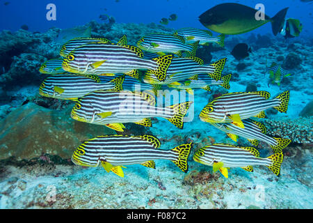 Schwarm von orientalischen Süßlippen, Plectorhinchus Orientalis, Ari Atoll, Malediven Stockfoto