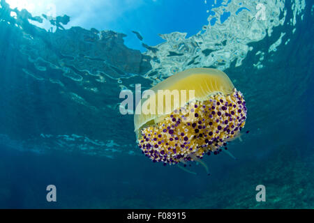 Mittelmeer Quallen, Cotylorhiza Tuberculata, Massa Lubrense, Kampanien, Italien Stockfoto