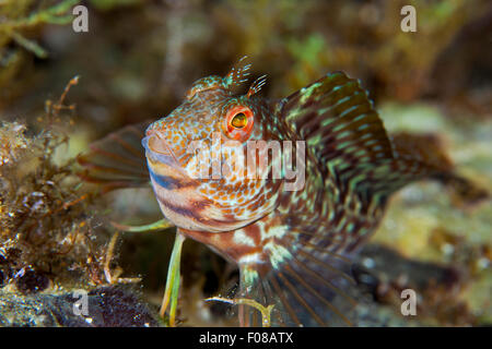 Variable Blenny, Parablennius Pilicornis, Ponza, Italien Stockfoto