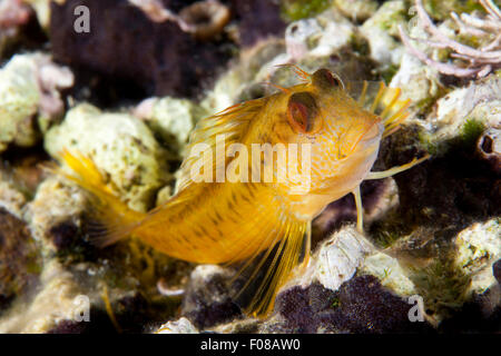 Weibliche Variable Blenny, Parablennius Pilicornis, Ponza, Italien Stockfoto