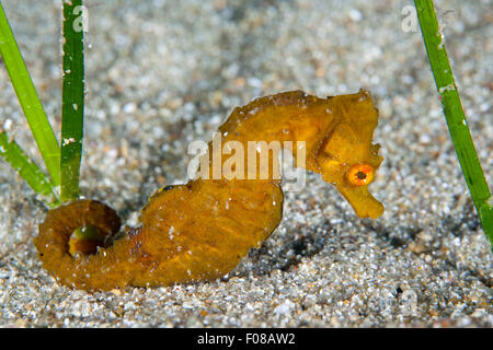 Kurz-snouted Seepferdchen, Hippocampus Hippocampus, Ponza, Italien Stockfoto