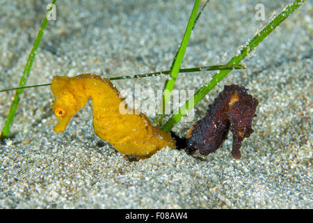 Zwei kurze snouted Seepferdchen, Hippocampus Hippocampus, Ponza, Italien Stockfoto