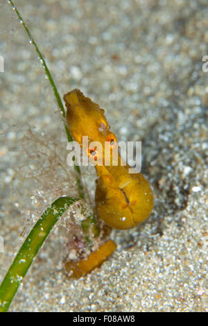 Kurz-snouted Seepferdchen, Hippocampus Hippocampus, Ponza, Italien Stockfoto