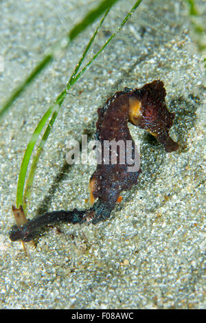 Kurz-snouted Seepferdchen, Hippocampus Hippocampus, Ponza, Italien Stockfoto