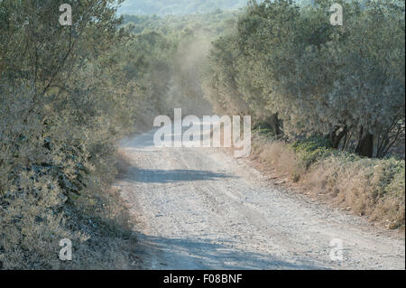 Istrien, Kroatien. Eine typische unbefestigten staubigen Landstraße, gesäumt von Olivenbäumen Stockfoto