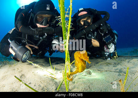 Rebreather Taucher und Short-snouted Seepferdchen, Hippocampus Hippocampus, Ponza, Italien Stockfoto