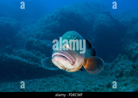 Altrosa Zackenbarsch Epinephelus Marginatus, Santa Teresa, Sardinien, Italien Stockfoto