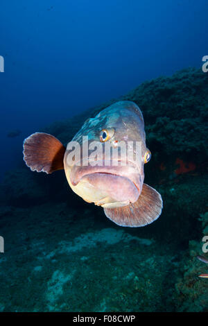 Altrosa Zackenbarsch Epinephelus Marginatus, Santa Teresa, Sardinien, Italien Stockfoto