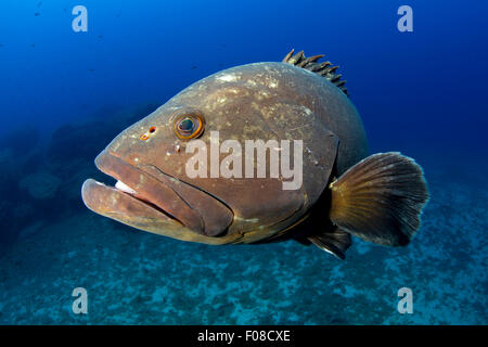 Altrosa Zackenbarsch Epinephelus Marginatus, Santa Teresa, Sardinien, Italien Stockfoto