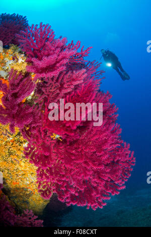 Variable Gorgonien und Taucher, Paramuricea Clavata, Santa Teresa, Sardinien, Italien Stockfoto